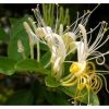 Honeysuckle Flower Extract