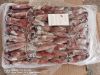 Chinese loligo squid,frozen on board