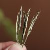 Wholesale Bulk Chinese...