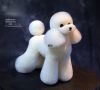 Grooming Model dog For...