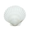 scallop shells