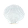 scallop shells