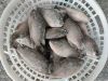 Frozen tilapia whole round