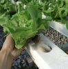 OMANA Nft Channels For Hydroponic Growing