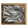 Frozen Sardine for Fis...