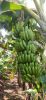 Fresh Bananas