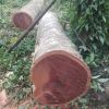 wholesale solid wood t...