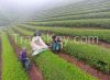 CHINA GREEN TEA, 6.7 U...