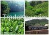CHINA GREEN TEA, 6.7 U...