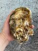 Fresh oyster(Pacific o...