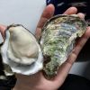 Fresh oyster(Pacific o...