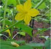 Plant Trellis Mesh Netting For Greenhouse