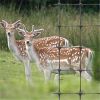 Plastic Extruded Deer Fence Netting/dog fence netting