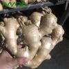 Fresh ginger