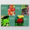 Bio-Organic Fertilizer - (Reference Price)