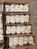 Fresh garlic