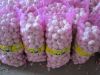 FRESH GARLIC FROM CHINA