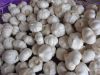 FRESH GARLIC FROM CHINA