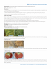 Agricultural compound microbial agent