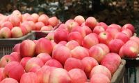 fresh apples