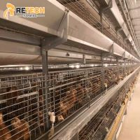 RETECH design automatic battery cages system for pullet