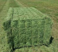 Alfalfa Hay Bales Purity 99.9%