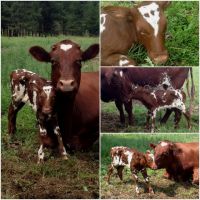 Healthy Pregnant Holstein Heifers/Simmental Cow