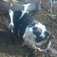 Cows Alive Pregnant Holstein Heifers