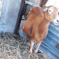Pregnant Holstein Heifers Cow