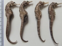Buy Dried Seahorse | Dried Sea Horse for Sale Fast and Safe shipping