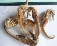 14cm-45cm Dried Seahorse for Sale| Dried Seahorse Wholesaler fast shipping to China