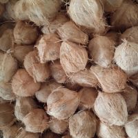 Cheap Price Fresh Mature Semi Husked Coconut From South Africa
