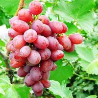 Hot Selling Top Quality Crimson Seedless Grapes For Wholesale From South Africa