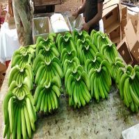 Quality Fresh Cavendish  Banana  For Export