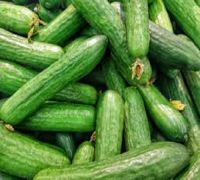 HIGH QUALITY - FRESH CUCUMBER - GREEN CUCUMBER - FOR EXPORT FROM SOUTH AFRICA