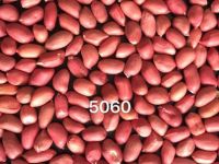 Peanut kernel red skin