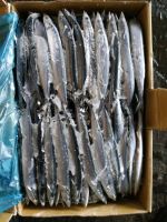 Pacific saury
