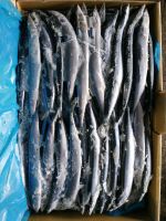 Pacific saury