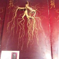 Wild Ginseng for Thousands of Years Millennium Ginseng Changbai Mountain Ginseng