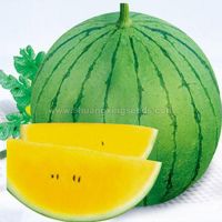 European and american markets hybrid F1 watermelon seeds