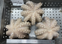 Whole Round Flower Sharp Raw Octopus (Octopus Vulgaris)