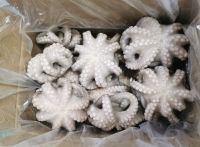 Whole Cleaned Octopus/ Cut Cooked Octopus/Whole Round Flower Sharp Raw Octopus/etc.(Octopus Vulgaris/Octopus Punctatus)