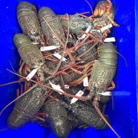Frozen Lobster or Live lobster Available