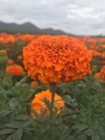 lutein marigold seeds 