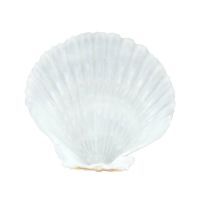 scallop shells