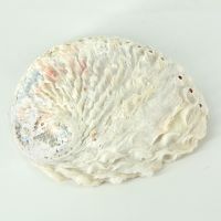 Abalone shell