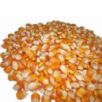 Premium High Quality Yellow Corn Maize Grains Feed Corn Maize for Animal from CA;9 Non-glutinous 50 Kg Dried 1 Cm AD