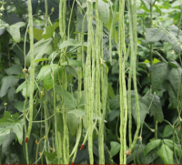 Early Maturity Aging Resistance Cowpea Seeds