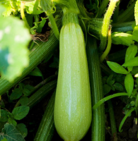 Hybrid Smooth Light Green Skin Squash Seeds