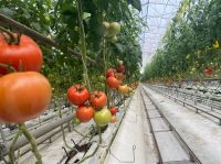 Tunnel farming plastic greenhouses